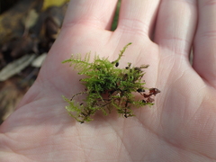 Kindbergia praelonga