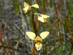 Diuris brevifolia
