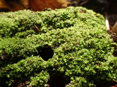 Lophocolea heterophylla