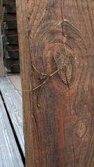 Megaphasma denticrus