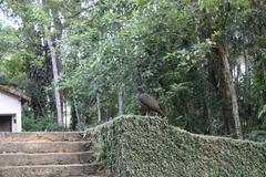 Penelope obscura