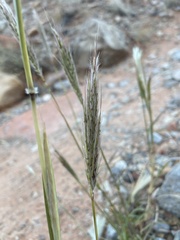Bothriochloa barbinodis