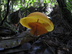 Hymenogloea papyracea