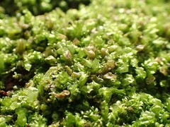 Lophocolea heterophylla