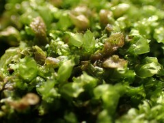 Lophocolea heterophylla