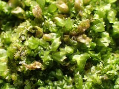 Lophocolea heterophylla