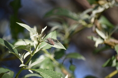 Catorhintha apicalis