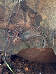 Cnemaspis mysoriensis