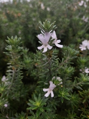 Westringia fruticosa