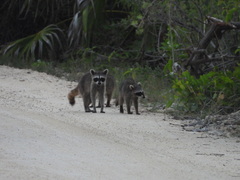 Procyon pygmaeus