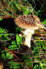 Pantherinae