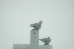 Streptopelia decaocto