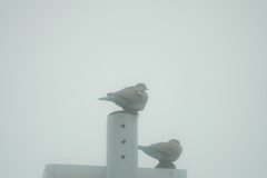 Streptopelia decaocto