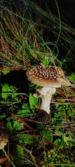 Pantherinae