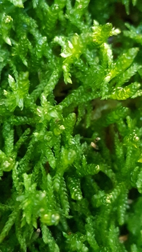 Pseudoscleropodium purum