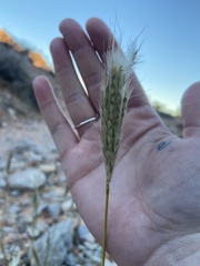 Bothriochloa barbinodis