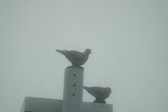 Streptopelia decaocto