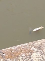 Prochilodus lineatus