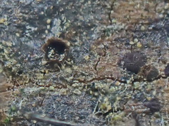 Licea minima