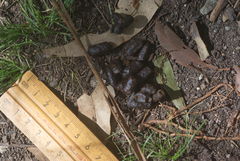 Trichosurus vulpecula