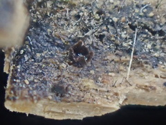 Licea minima