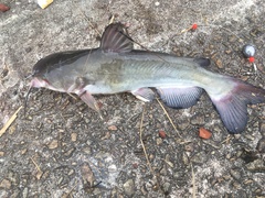 Ameiurus catus