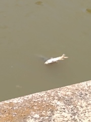 Prochilodus lineatus
