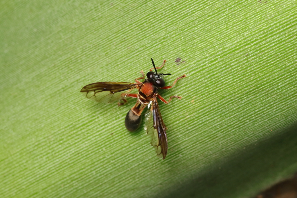 Peradon diaphanus