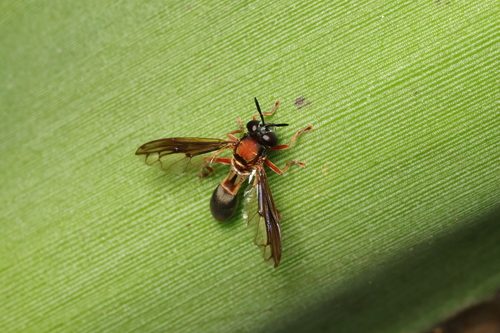 Peradon diaphanus