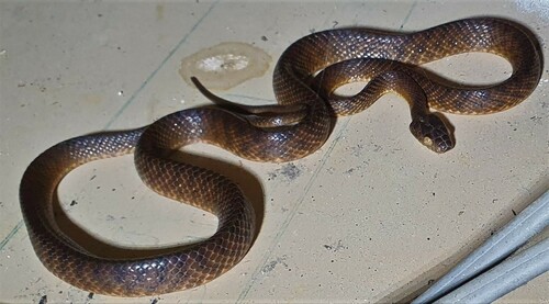 Brown Tree Snake sighting