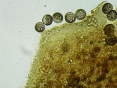 Licea minima
