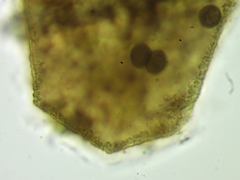 Licea minima