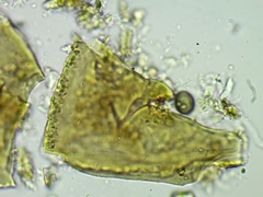 Licea minima