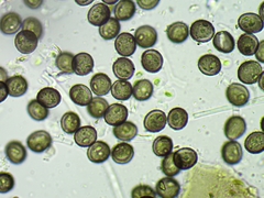 Licea minima
