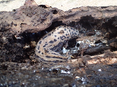 Limax maximus