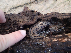 Limax maximus
