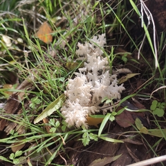 Hericium clathroides