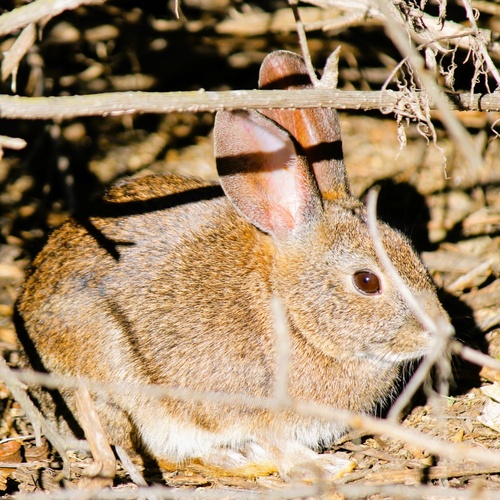 iNaturalist observation photo of Desert Cottontail