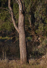 Eucalyptus coolabah
