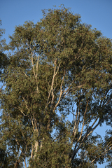 Eucalyptus coolabah