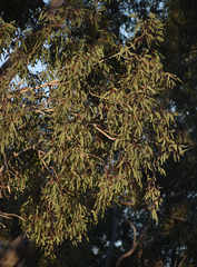 Eucalyptus coolabah