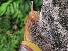 Lissachatina fulica