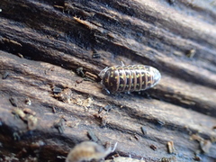 Oniscidea
