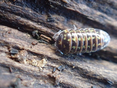 Oniscidea