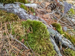 Dicranum fuscescens