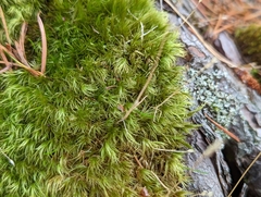 Dicranum fuscescens
