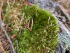 Dicranum fuscescens