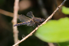 Leucorrhinia rubicunda
