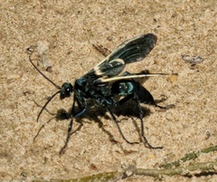 Pepsis decorata