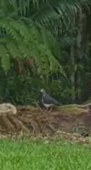 Leucosarcia melanoleuca